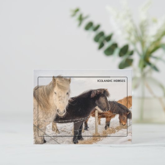 アイス威厳のあるランドの馬 ポストカード (スタンド正面)