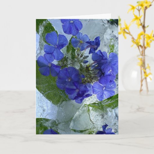 アイス・フロックス カード (黄色い花)