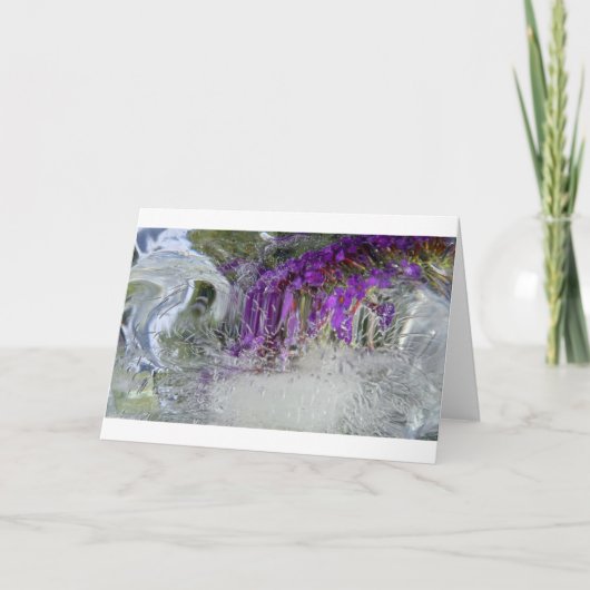 アイス・ブラック・ナイト・バタフライ・ブッシュ カード (正面)