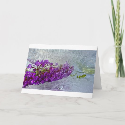 アイス・ブラック・ナイト・バタフライ・ブッシュ カード (正面)