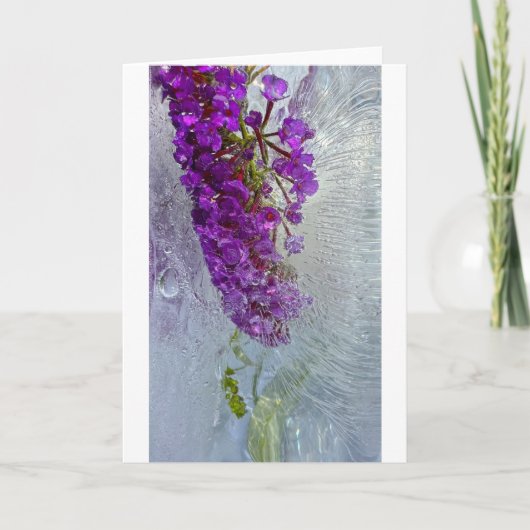 アイス・ブラック・ナイト・バタフライ・ブッシュ カード (正面)