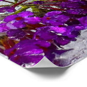 アイス・ブラック・ナイト・バタフライ・ブッシュ ポスター (角)