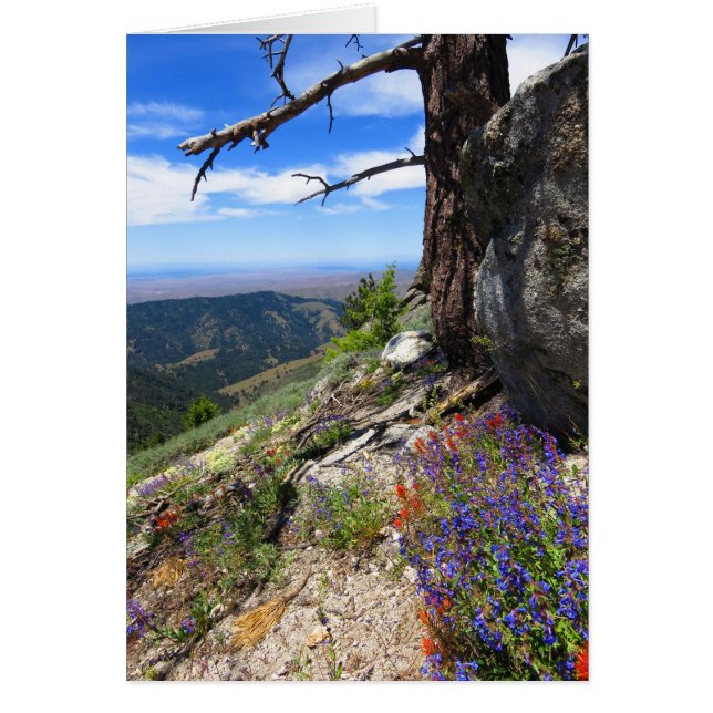 アイダホの野生花 (正面)