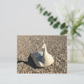 アイダホ州の白い孔雀 ポストカード (スタンド正面)