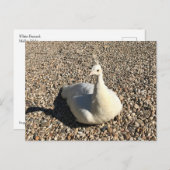 アイダホ州の白い孔雀 ポストカード (正面/裏面)