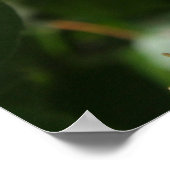 アイダホ州の花：シリンガ ポスター (角)