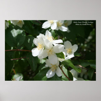 アイダホ州の花：シリンガ ポスター