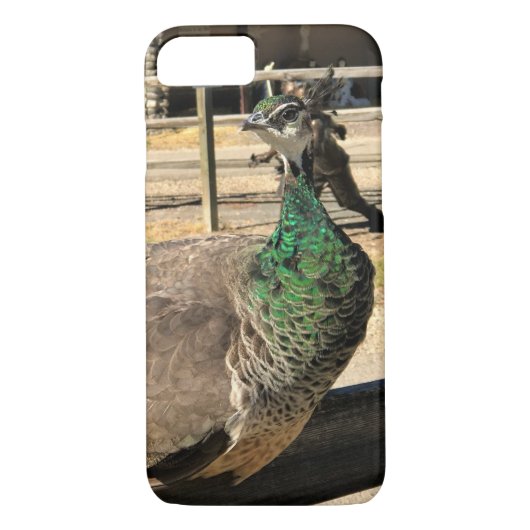 アイダホ州フェンス上の孔雀 Case-Mate iPhoneケース (裏面)