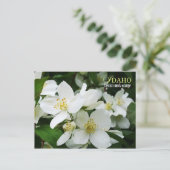 アイダホ州花:ルイスのモックオレンジ ポストカード (スタンド正面)