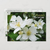 アイダホ州花:ルイスのモックオレンジ ポストカード (正面/裏面)