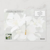 アイダホ州花:ルイスのモックオレンジ ポストカード (裏面)