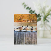 アイダホ秋、カナディアン・ゲーゼ、 ポストカード (スタンド正面)