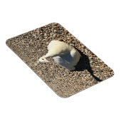 アイダホ・ホワイトピーコック マグネット (右側)