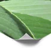 アイダホBingさくらんぼ ポスター (角)