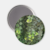 アイビーつる植物6 マグネット (正面/裏面)