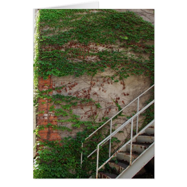 アイビーつる植物、階段、レンガの壁 (正面)