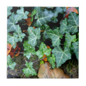 アイビーと野石 タイル (正面)