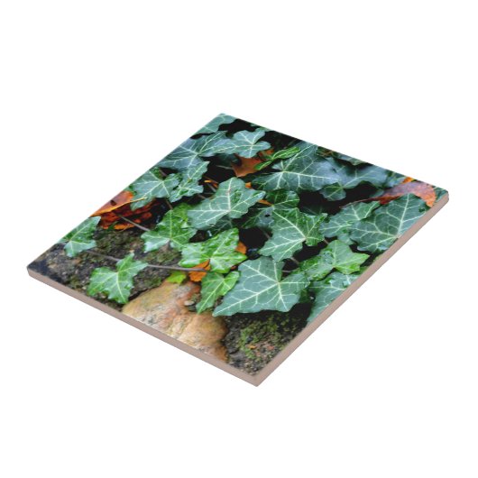 アイビーと野石 タイル (側面)