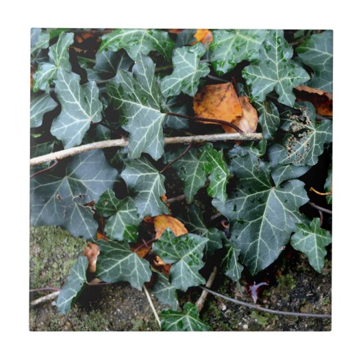 アイビーと野石 タイル (正面)