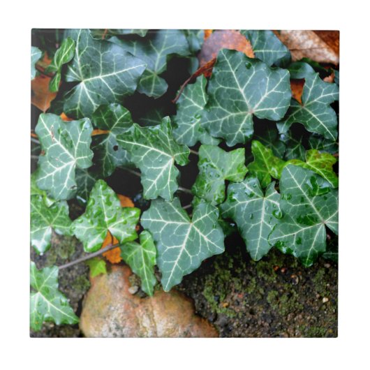 アイビーと野石 タイル (正面)