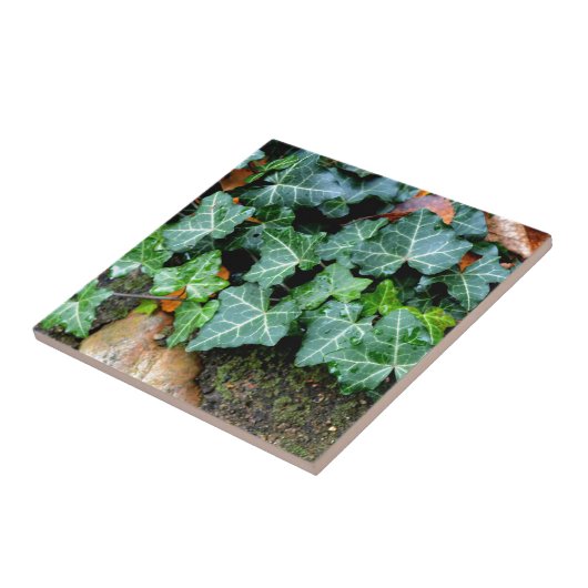 アイビーと野石 タイル (側面)