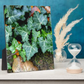 アイビーと野石 フォトプラーク (側面)