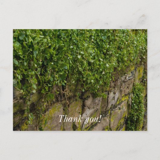アイビーの壁 ポストカード (正面)