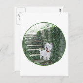 アイビーの階段のウェスティー ポストカード (正面/裏面)