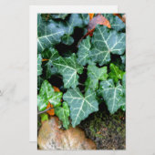 アイビーエレガントフィールドストーンボホ植物学 便箋 (正面/裏面)