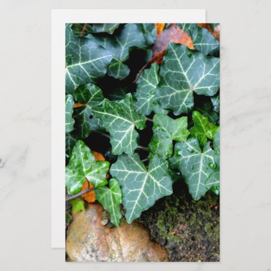 アイビーエレガントフィールドストーンボホ植物学 便箋 (正面/裏面)