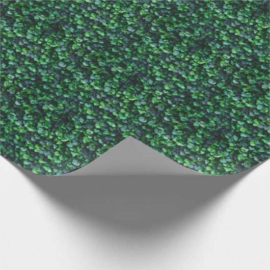 アイビーグリーンの壁:自然な表面。 ラッピングペーパー (角)