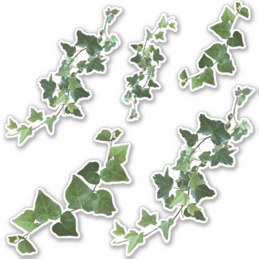 アイビーバリエーションとイングリッシュアイビーのつる植物葉と シール (正面)