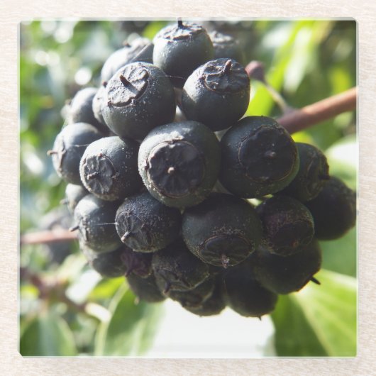 アイビーベリーズガラスコースター ガラスコースター (正面)