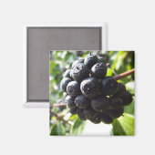 アイビーベリー磁石 マグネット (正面/裏面)