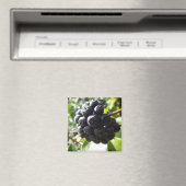 アイビーベリー磁石 マグネット (インサイチュ (食洗機))