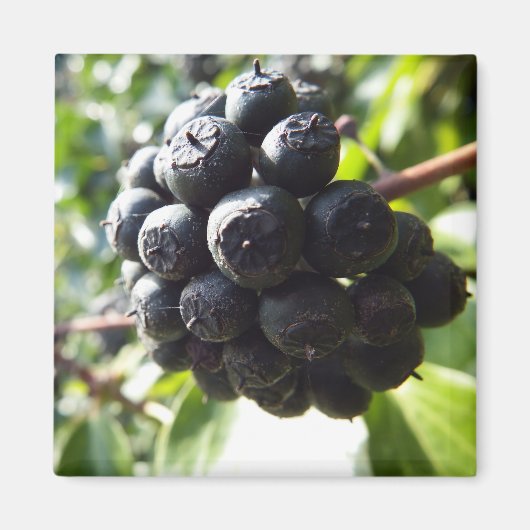 アイビーベリー磁石 マグネット (正面)