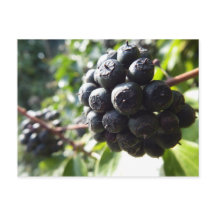 アイビーベリー葉書