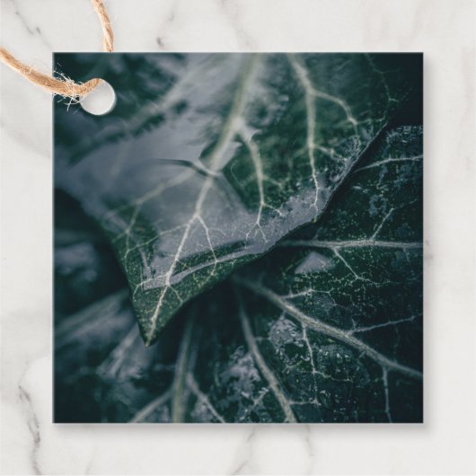 アイビー葉の自然写真 フェイバータグ (正面)