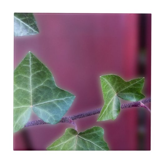 アイビー葉ズ タイル (正面)