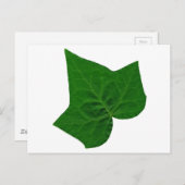 アイビー ポストカード (正面/裏面)