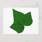 アイビー ポストカード (正面)