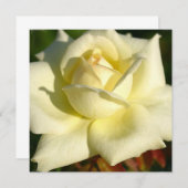 アイボリーのばら色の招待状 招待状 (正面/裏面)