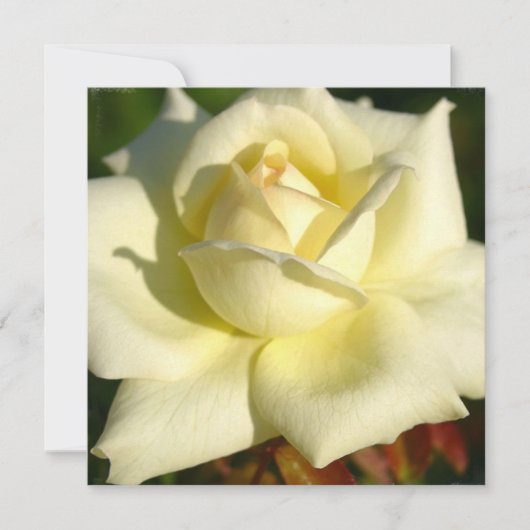 アイボリーのばら色の招待状 招待状 (正面)