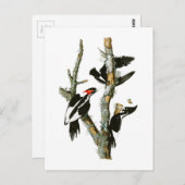 アイボリーのハシミツバメのオードボンバード ポストカード (正面/裏面)