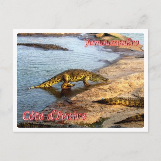 アイボリーコースト – ヤモスソ –  ポストカード (正面)