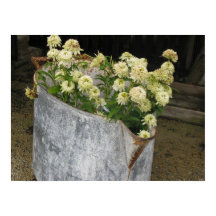 アイボリージニアス