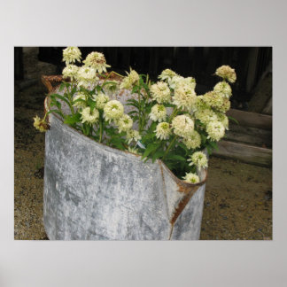 アイボリージニアス ポスター