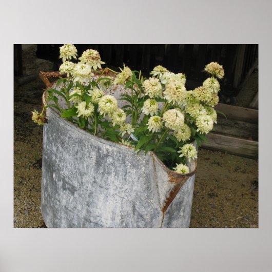 アイボリージニアス ポスター (正面)