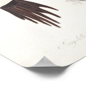 アイボリーハシミキツツキ, 1829, (プリント) ポスター (角)