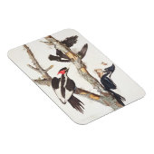 アイボリーハシミキツツキ， 1829, (プリント) マグネット (右側)